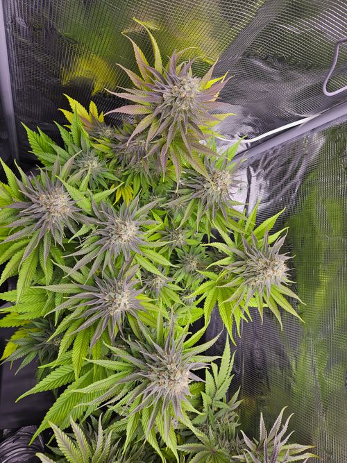 Profiling ‘Kangaroo Kush’: A Comprehensive Analysis of an Australian-Bred Indica Dominant Hybrid