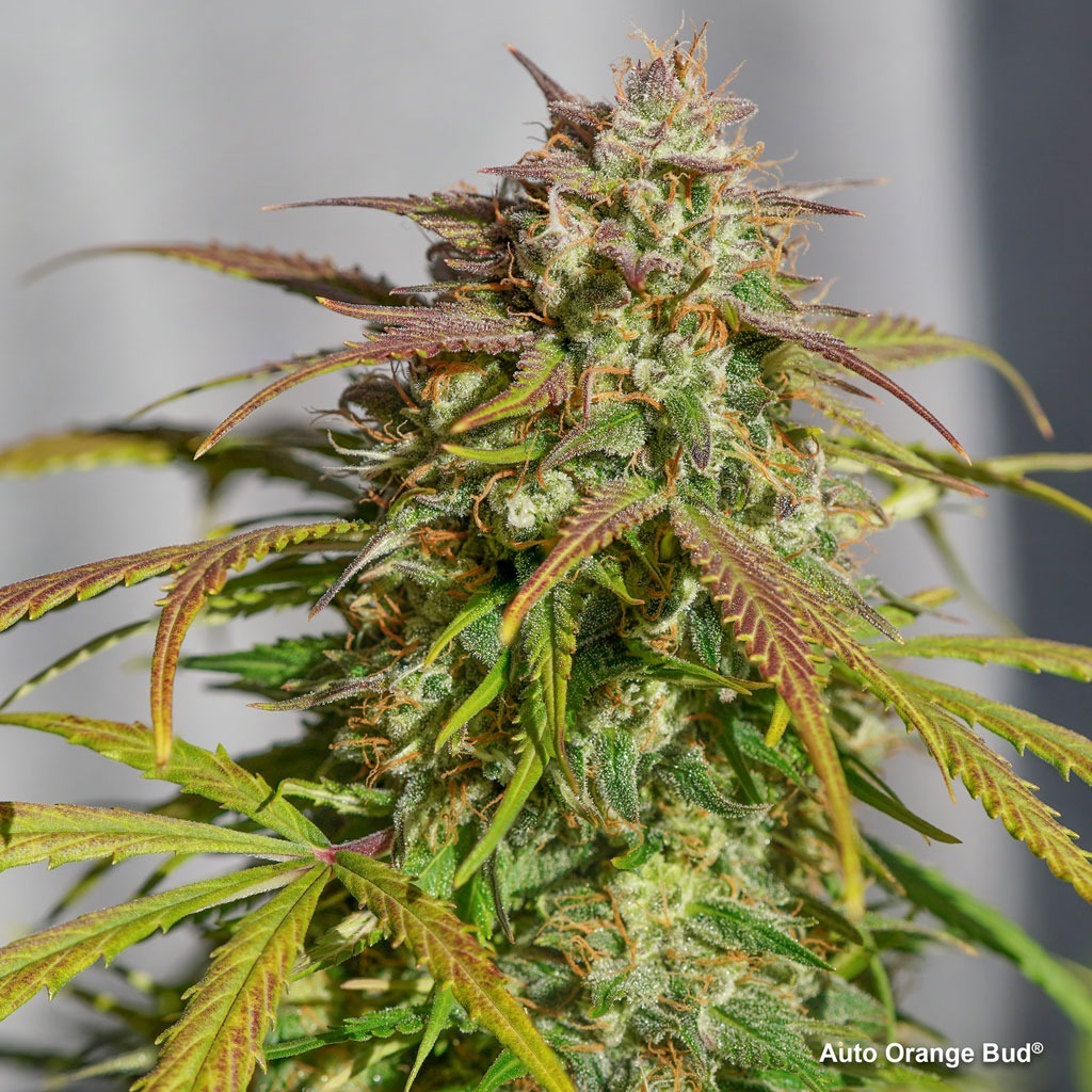The ‘Lemon Haze’ Phenotype in Australian Medical Cannabis Programs: A Comparative Study of Reported Efficacy