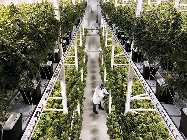 Controlled Environment Agriculture (CEA) for Cannabis in Arid Australian Regions: A Sustainability Assessment