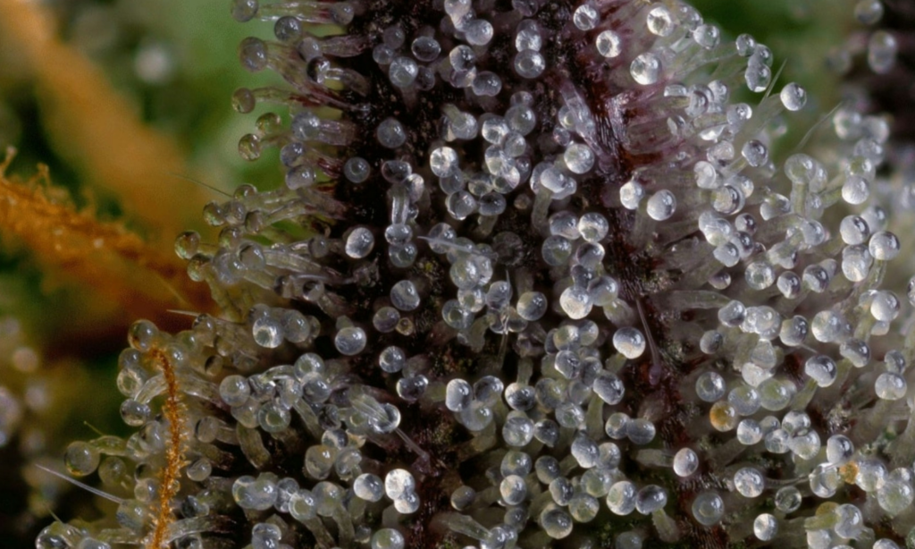 Close-up of sparkling cannabis trichomes