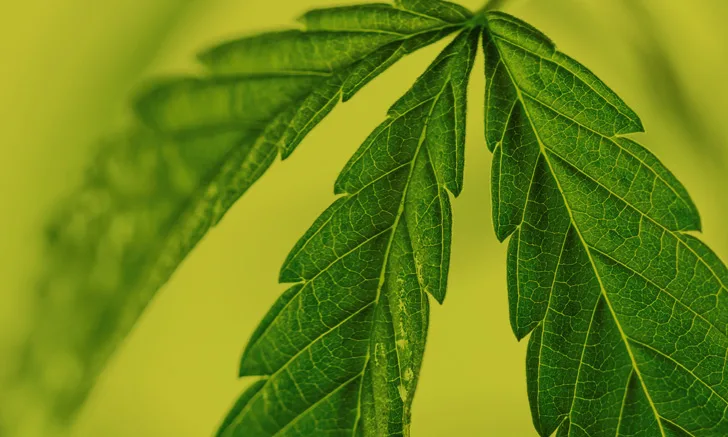 Macro shot of a cannabis leaf