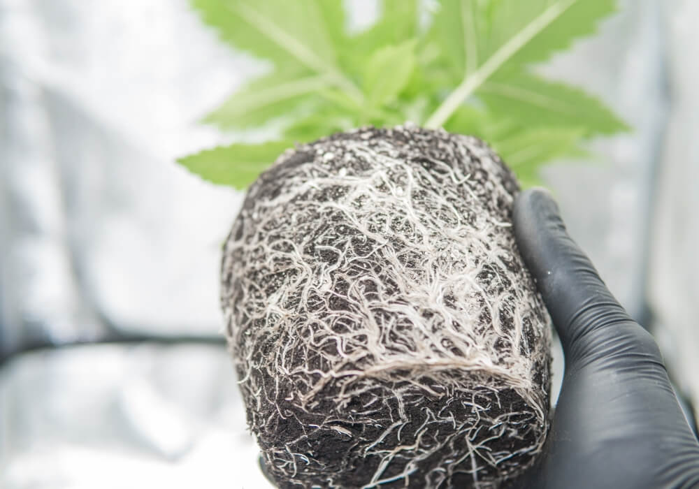 Hydroponic cannabis root system