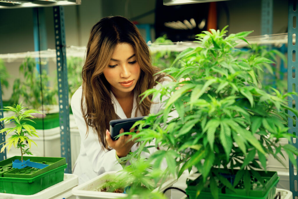 Technician monitoring grow room controls