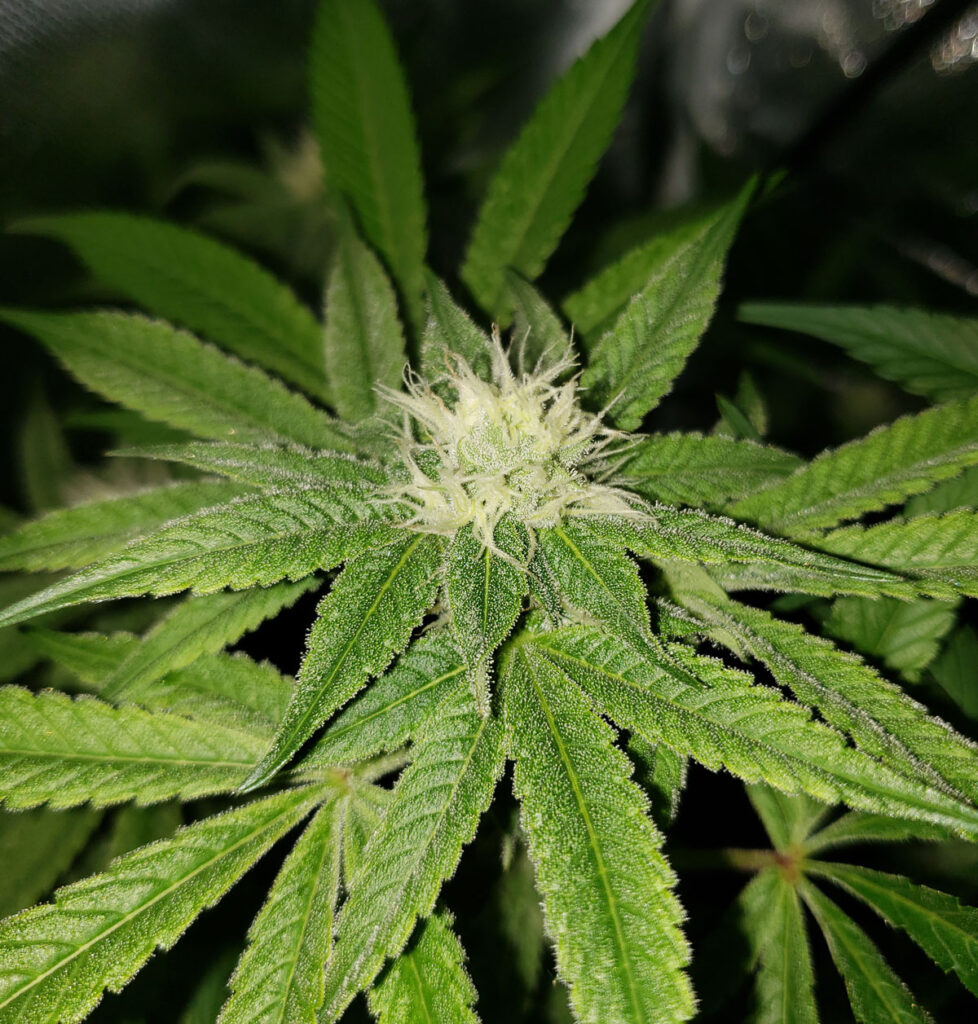 Genetic Stability and Phenotype Expression in Cloned Cannabis Cultivars: Implications for Australian Commercial Growers