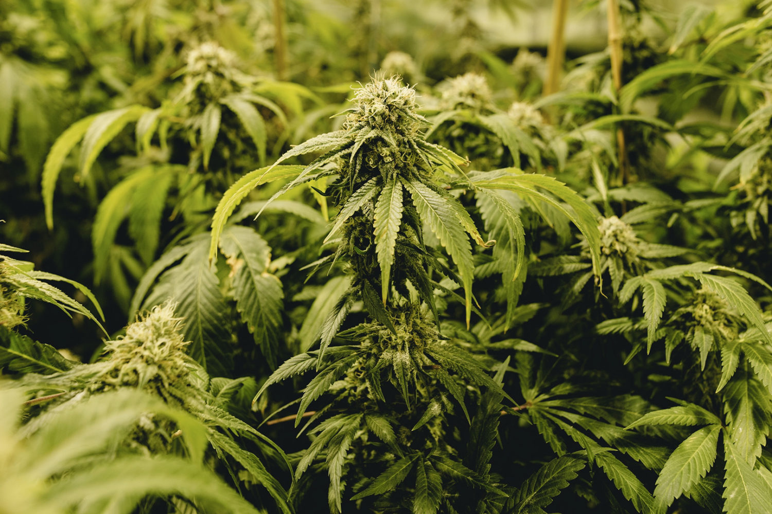 Cannabis as a Cultural Icon: Representation in Contemporary Australian Art and Media Post-Legalization